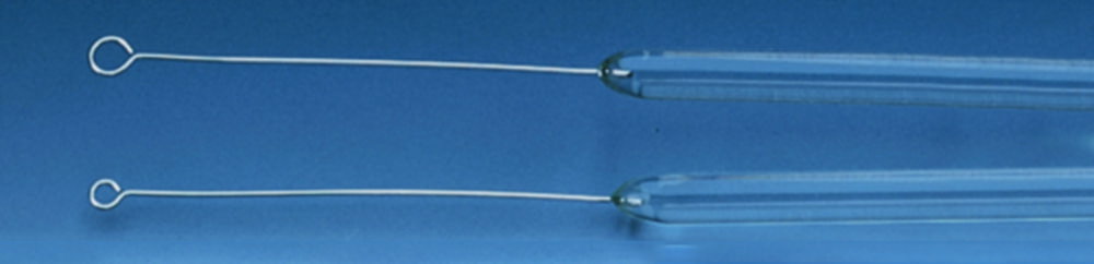 Anse d'inoculation, en platine, moulée dans une tige de verre