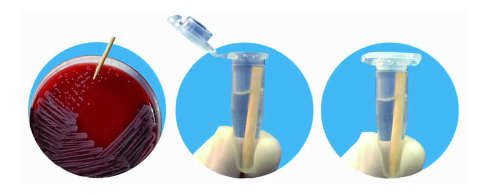 Aiguilles d'inoculation smartPicks®, bois